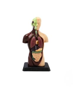 ماکت آناتومی نیم تنه آموزشی ۸ تکه مدل TXMR-027 - Image 8