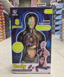 ماکت آناتومی نیم تنه آموزشی ۸ تکه مدل TXMR-027