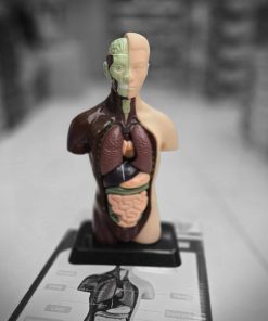 ماکت آناتومی نیم تنه آموزشی ۸ تکه مدل TXMR-027 - Image 6