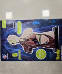 ماکت آناتومی نیم تنه آموزشی ۸ تکه مدل TXMR-027 - Image 12