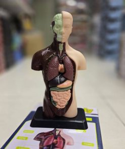 ماکت آناتومی نیم تنه آموزشی ۸ تکه مدل TXMR-027 - Image 3