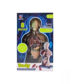 Alternative view of ماکت آناتومی نیم تنه آموزشی ۸ تکه مدل TXMR-027