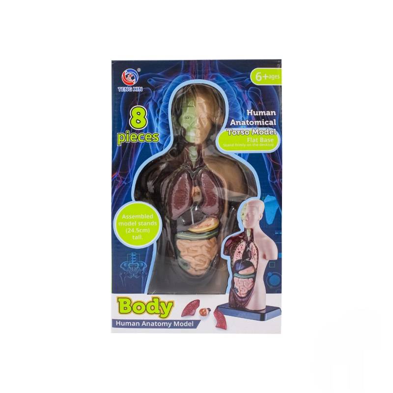 ماکت آناتومی نیم تنه آموزشی ۸ تکه مدل TXMR-027 - Image 2