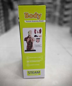 ماکت آناتومی نیم تنه آموزشی ۸ تکه مدل TXMR-027 - Image 4